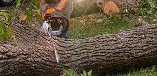 Best Tree Risk Assessment  in Palmetto Estates, FL