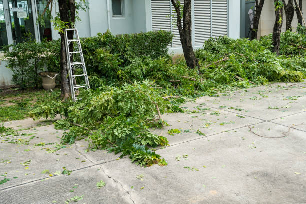 How Our Tree Care Process Works  in  Palmetto Estates, FL